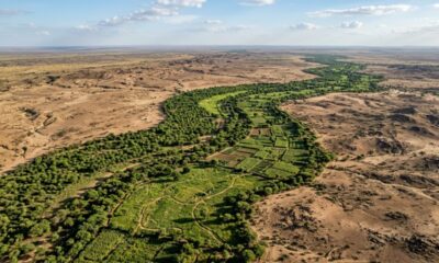 África está construindo uma muralha de árvores de 8.000 km para frear a desertificação, recuperar 100 milhões de hectares e criar milhões de empregos