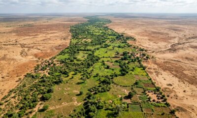 Muralha verde de 8 mil quilômetros está sendo construída para atravessar a África, conter o avanço do deserto e ainda gerar alimento, renda e novas oportunidades para milhões de pessoas