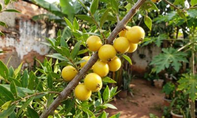 Pouco conhecida, fruta brasileira parecida com jabuticaba tem casca “peluda”, é doce e dá no quintal na primavera