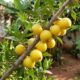 Pouco conhecida, fruta brasileira parecida com jabuticaba tem casca “peluda”, é doce e dá no quintal na primavera