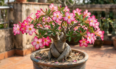 O truque de adubação simples que faz a rosa-do-deserto acordar e produzir uma verdadeira explosão de flores durante o ano inteiro