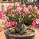 O truque de adubação simples que faz a rosa-do-deserto acordar e produzir uma verdadeira explosão de flores durante o ano inteiro