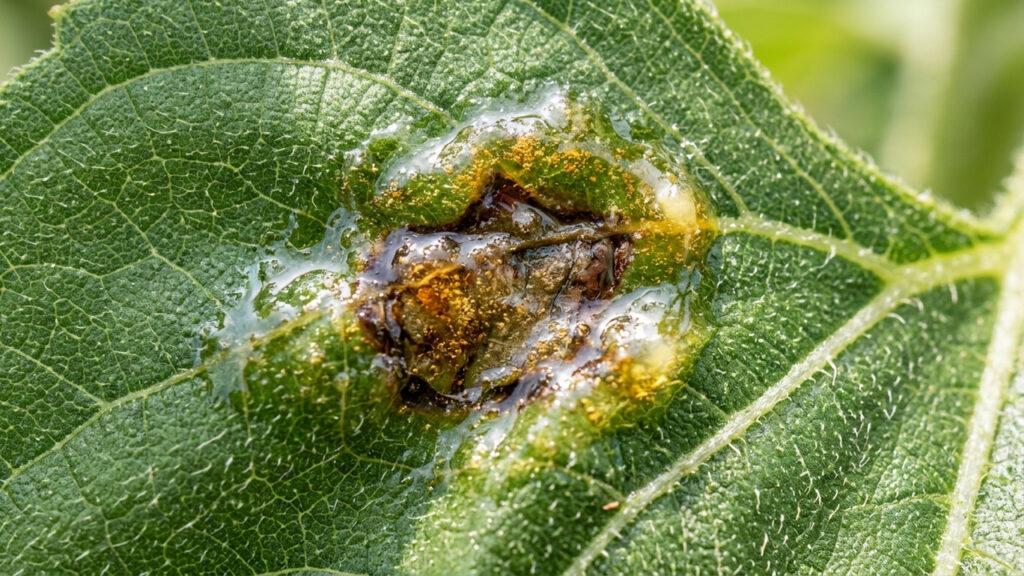 Mistura de sabão vegetal de girassol com própolis: o biodefensivo protetor para estancar e cicatrizar manchas bacterianas foliares