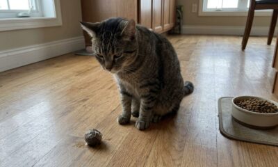 Veterinários alertam: quando o gato vomita bolas de pelo, nem sempre é normal, e alguns sinais podem indicar problemas de saúde
