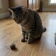 Veterinários alertam: quando o gato vomita bolas de pelo, nem sempre é normal, e alguns sinais podem indicar problemas de saúde