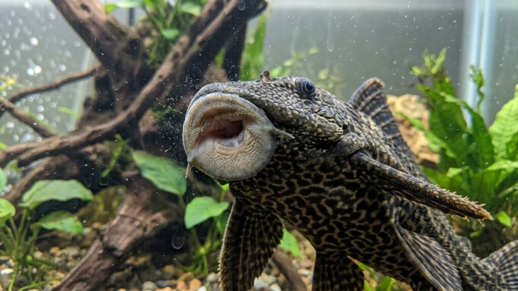 Soltaram peixes de aquário em um rio e agora precisam retirar 10 toneladas deles depois que os animais se multiplicaram e se tornaram um problema ambiental