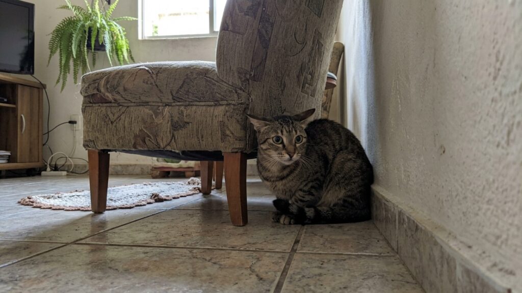 Especialistas em comportamento animal explicam: “Quando o gato coloca as orelhas para os lados, como asas de avião, ele pode não estar apenas fazendo uma expressão engraçada, mas demonstrando medo, irritação ou desconforto”