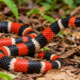 Muita gente mata a cobra-coral por medo, mas poucos sabem o papel que ela desempenha ao controlar roedores, lagartos e outros animais que fazem parte do ecossistema