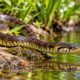 Muita gente mata a cobra-d’água por medo de ser perigosa, mas poucos sabem o papel que ela desempenha ao controlar pequenos animais perto das casas