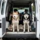 Huskies de abrigo são sedados para eutanásia, mas acordam para uma segunda chance e protagonizam uma história emocionante de sobrevivência