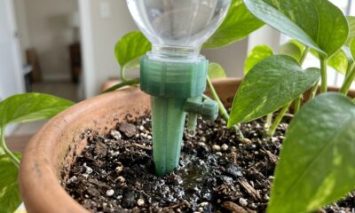 Sem pedir favores a vizinhos, nem perder suas plantas: o item de R$ 25 reais que mantém os vasos regados por dias nas viagens