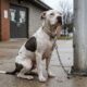 Funcionários de abrigo encontram cachorro acorrentado a um poste, mas ficam de coração partido ao perceber que ele estava fraco demais para dar um único passo