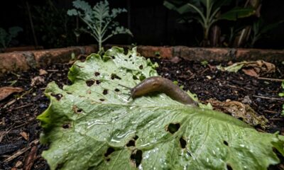 Nem casca de ovo nem cinzas: especialistas em jardinagem explicam o que realmente pode ajudar a proteger a horta contra lesmas e caracóis que destroem as plantas durante a noite