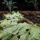 Nem casca de ovo nem cinzas: especialistas em jardinagem explicam o que realmente pode ajudar a proteger a horta contra lesmas e caracóis que destroem as plantas durante a noite
