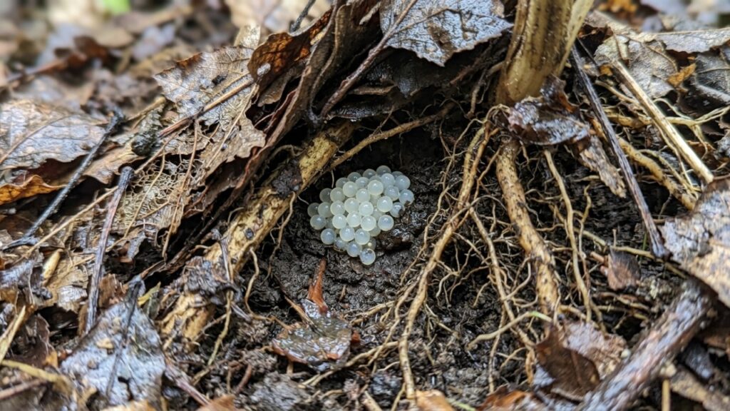Especialistas em jardinagem explicam: o outono é uma das melhores épocas para reduzir lesmas no quintal, porque elas ficam mais ativas com chuva e umidade e podem colocar ovos no solo