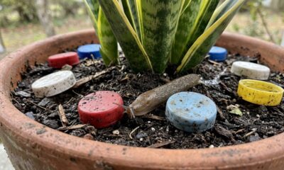 Tampinhas de refrigerante no vaso da espada-de-são-jorge: para que serve o truque e por que ele pode ajudar a dificultar a passagem de algumas pragas