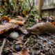 Especialistas em jardinagem explicam: o outono é uma das melhores épocas para reduzir lesmas no quintal, porque elas ficam mais ativas com chuva e umidade e podem colocar ovos no solo