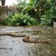 Especialistas explicam por que aparecem mais cobras nos quintais entre outubro e março: “O aumento pode estar relacionado ao calor, às chuvas e ao período de reprodução dessas espécies”