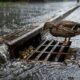 Equipes de resgate seguem o comportamento estranho de uma pata e descobrem filhotes presos em um bueiro