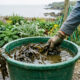 Macerado de algas marinhas na adubação: como o biofertilizante rico em micronutrientes e hormônios vegetais recupera plantas enfraquecidas