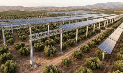 Mais de 5.150 painéis solares serão instalados sobre uma plantação de oliveiras sem derrubar uma única árvore, e o projeto promete suprir 95% da energia de uma fábrica de azeite