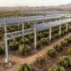 Mais de 5.150 painéis solares serão instalados sobre uma plantação de oliveiras sem derrubar uma única árvore, e o projeto promete suprir 95% da energia de uma fábrica de azeite