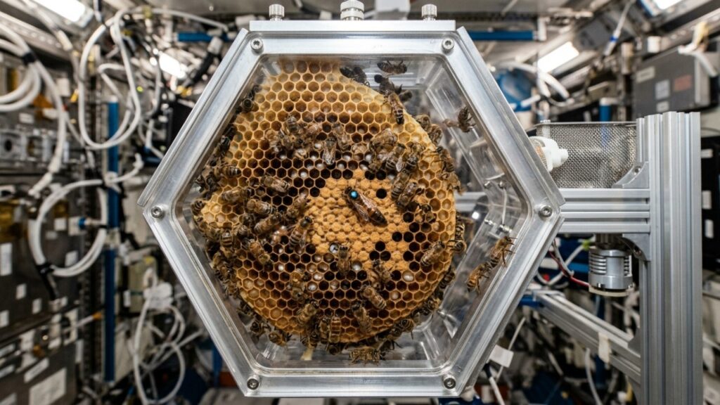 Em 1984, a NASA enviou cerca de 3.400 abelhas ao espaço para descobrir se elas conseguiriam construir favos sem gravidade, e o resultado surpreendeu os pesquisadores