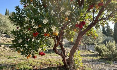 Nem roseira nem árvore frutífera comum: essa espécie mediterrânea pode produzir flores brancas e frutos vermelhos ao mesmo tempo, deixando o jardim colorido por mais tempo