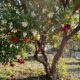 Nem roseira nem árvore frutífera comum: essa espécie mediterrânea pode produzir flores brancas e frutos vermelhos ao mesmo tempo, deixando o jardim colorido por mais tempo