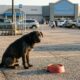 Cachorro que sofria com a perda de alguém tinha medo de todas as pessoas, até encontrar uma pessoa especial que conseguiu conquistar sua confiança