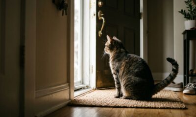 Veterinários explicam: quando seu gato espera na porta antes mesmo de você entrar em casa, esse comportamento pode revelar muito sobre a relação entre vocês