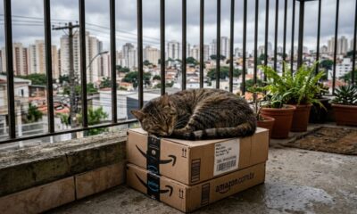 Gato é encontrado enrolado em pacote da Amazon, mas meses depois ainda espera pela família que pode mudar sua vida