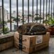 Gato é encontrado enrolado em pacote da Amazon, mas meses depois ainda espera pela família que pode mudar sua vida