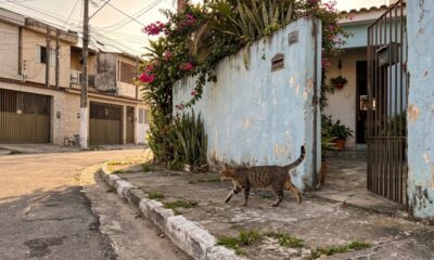 Especialistas em comportamento animal explicam por que alguns gatos conseguem encontrar o caminho de volta para casa, mesmo depois de percorrer quilômetros, enquanto outros se perdem e nunca mais retornam