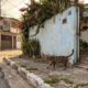 Especialistas em comportamento animal explicam por que alguns gatos conseguem encontrar o caminho de volta para casa, mesmo depois de percorrer quilômetros, enquanto outros se perdem e nunca mais retornam