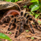 Muita gente remove a aranha-caranguejeira por medo, mas poucos sabem o papel que ela desempenha ao controlar insetos e pequenos animais no ambiente