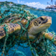 Uma tartaruga marinha com mais de 100 anos é encontrada no oceano com marcas de antigas redes de pesca que revelam os perigos enfrentados pelos animais durante décadas