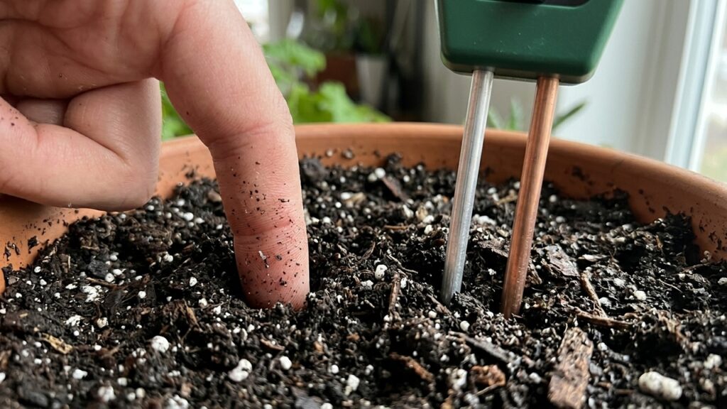 O teste do dedo ou higrômetro de ponta: a comparação prática da agronomia que revela a melhor forma de medir a umidade real do vaso