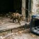 Animais são encontrados após mais de um ano de abandono dentro de casa hipotecada e cena comove resgatistas