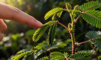 A planta que fecha suas folhas quando alguém toca nela transforma um estímulo mecânico em movimento visível, e esse comportamento levanta questões interessantes sobre a sensibilidade dos vegetais