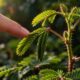 A planta que fecha suas folhas quando alguém toca nela transforma um estímulo mecânico em movimento visível, e esse comportamento levanta questões interessantes sobre a sensibilidade dos vegetais