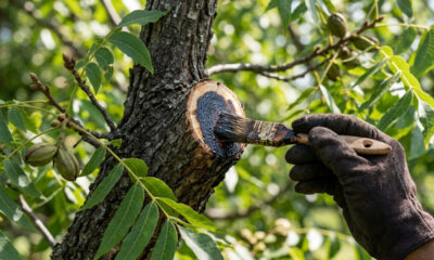 Extrato de casca de noz-pecã nos galhos: como a alta concentração de taninos naturais age como um cicatrizante protetor após as podas no jardim