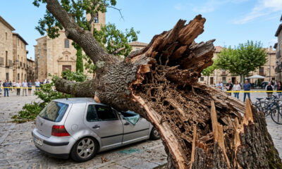 Árvore com cupim cai em praça sem chuva e destrói carro estacionado: prefeitura tenta culpar o tempo, mas é condenada a pagar R$ 35 mil