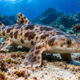 Cientistas identificam novo tubarão que usa as próprias nadadeiras como pernas para caminhar pelo fundo do oceano e surpreende pesquisadores