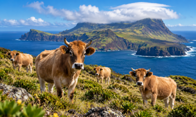 Em 1875, apenas cinco cabras foram deixadas em uma ilha, mas elas se multiplicaram e deram origem a uma população selvagem que surpreendeu cientistas