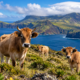 Em 1875, apenas cinco cabras foram deixadas em uma ilha, mas elas se multiplicaram e deram origem a uma população selvagem que surpreendeu cientistas