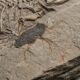 O fóssil que preservou detalhes delicados de um animal pré-histórico por milhões de anos e como os cientistas conseguem investigar estruturas que normalmente desaparecem durante a fossilização