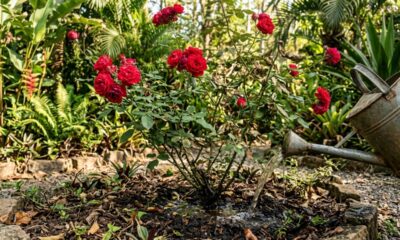 Nem só rega e sol: especialistas em jardinagem explicam por que a circulação de ar entre os galhos também pode fazer diferença na saúde do rosal