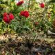 Nem só rega e sol: especialistas em jardinagem explicam por que a circulação de ar entre os galhos também pode fazer diferença na saúde do rosal