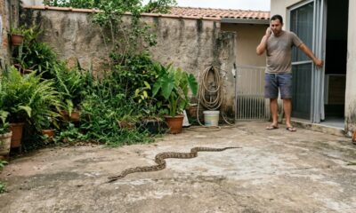 Morador mata cobra que apareceu no quintal com uma enxada, posta o vídeo nas redes e descobre que matar animal silvestre pode ser crime ambiental